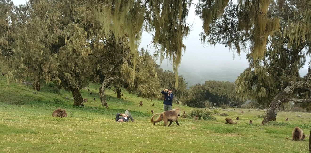 Simien Mountains Trekking (6 Days) | Suntrek Ethiopia